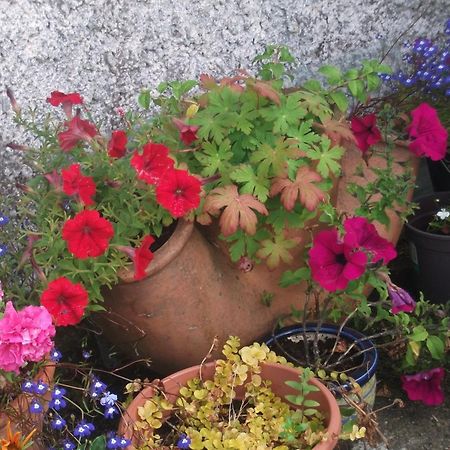 Fuchsia House Bed And Breakfast Connemara 렌빌 외부 사진