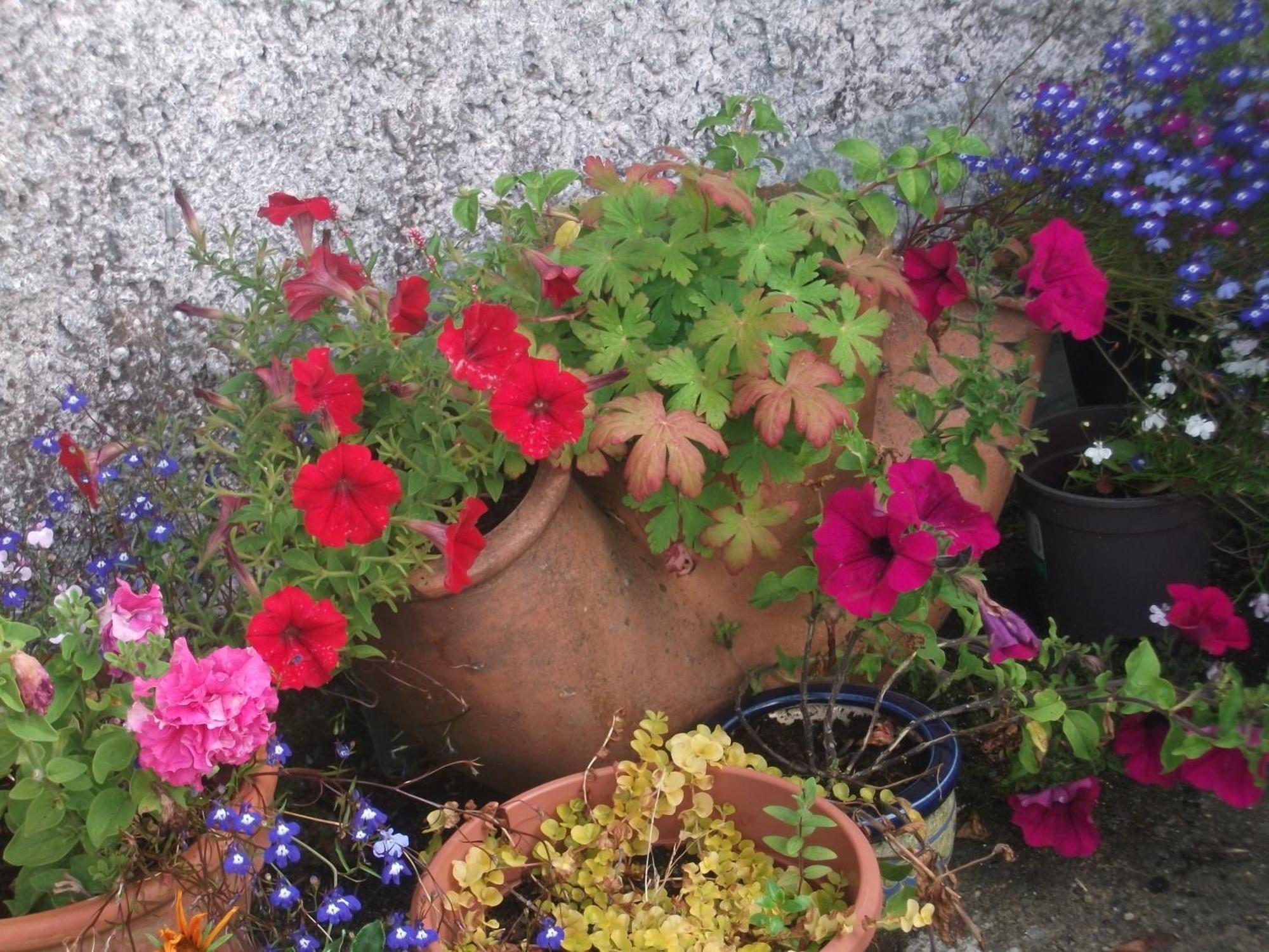 Fuchsia House Bed And Breakfast Connemara 렌빌 외부 사진