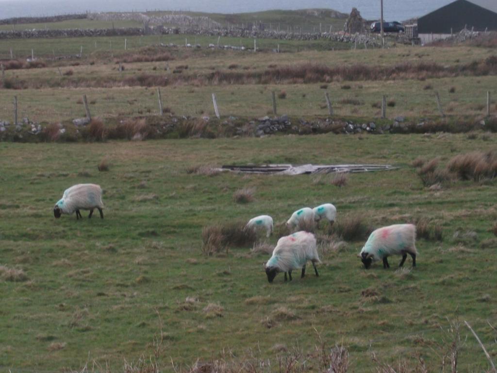 Fuchsia House Bed And Breakfast Connemara 렌빌 외부 사진